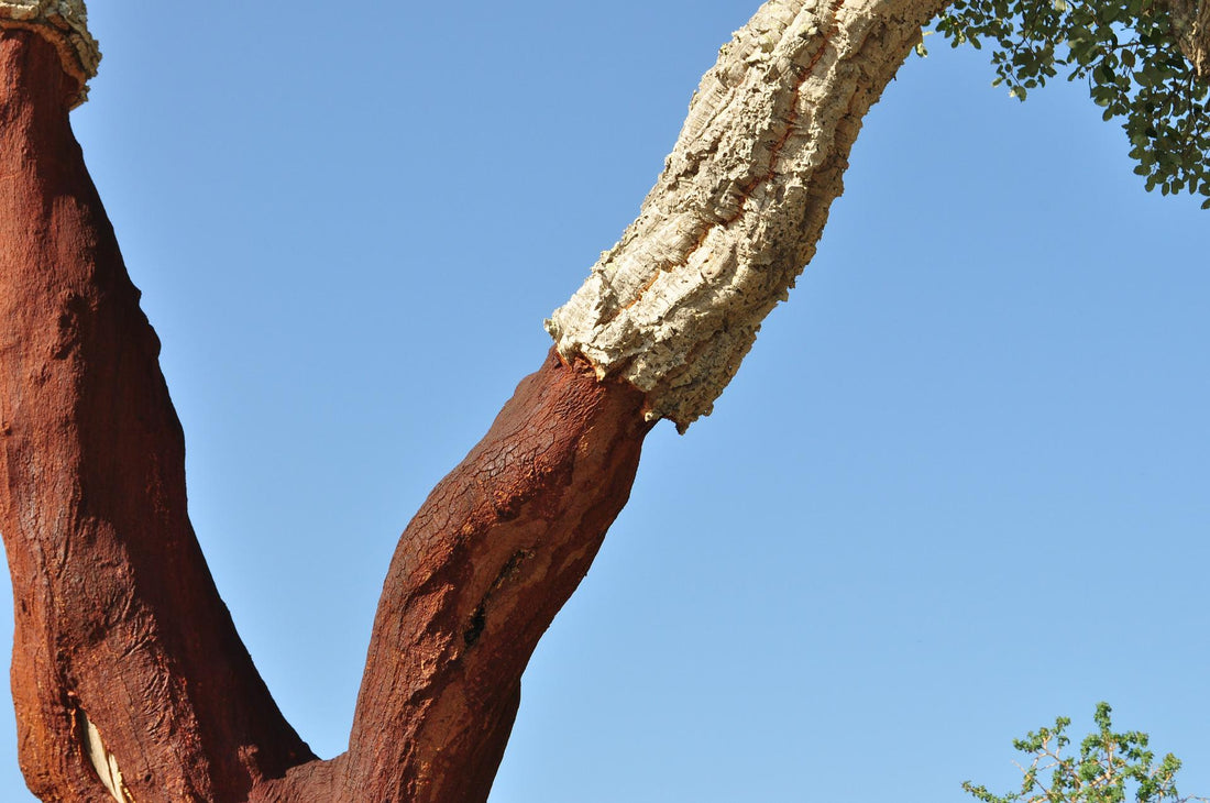 Where Does Cork Come From?